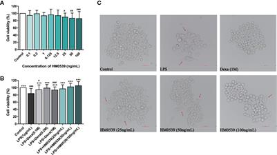 Inhibitory Effects of the Lactobacillus rhamnosus GG Effector Protein HM0539 on Inflammatory Response Through the TLR4/MyD88/NF-кB Axis